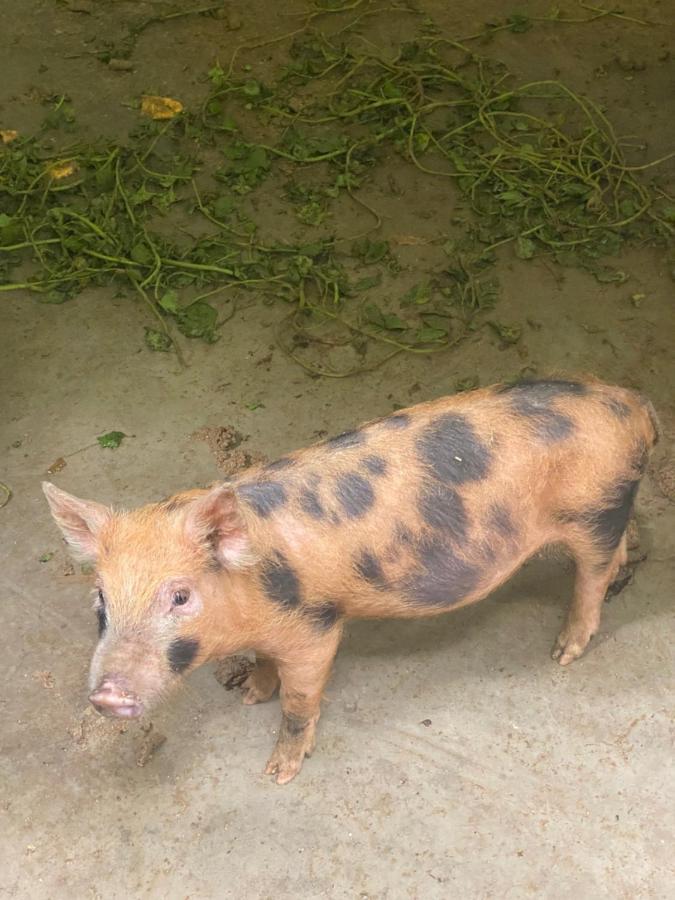 Fazenda Bonanza Engenheiro Paulo de Frontin